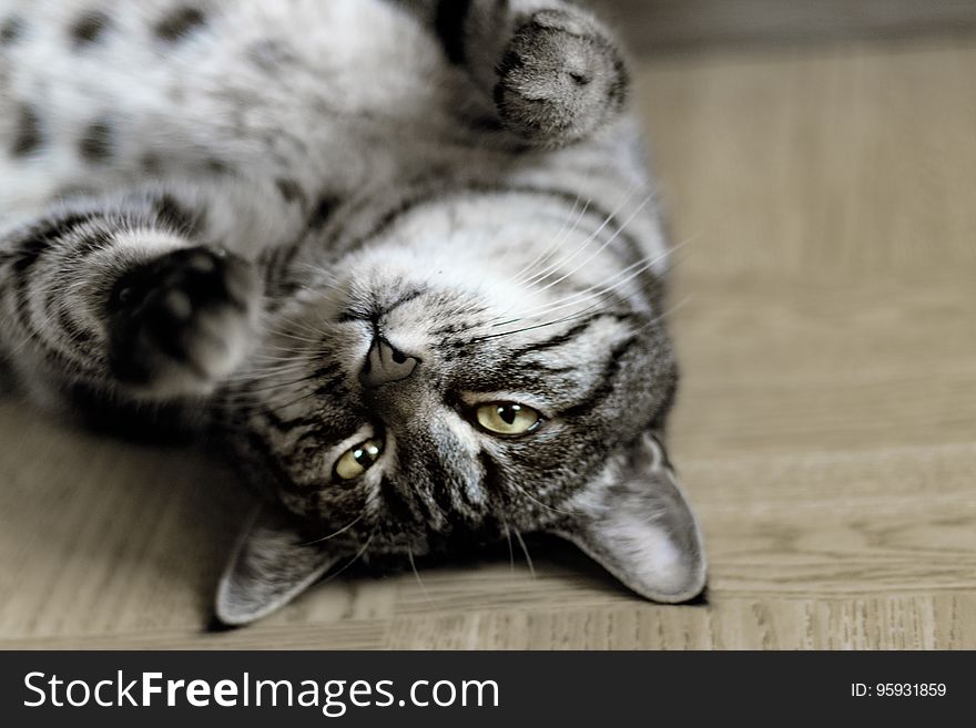 A gray and white tabby cat on its back.