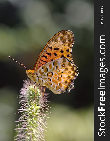 White Brown And Black Butterfly