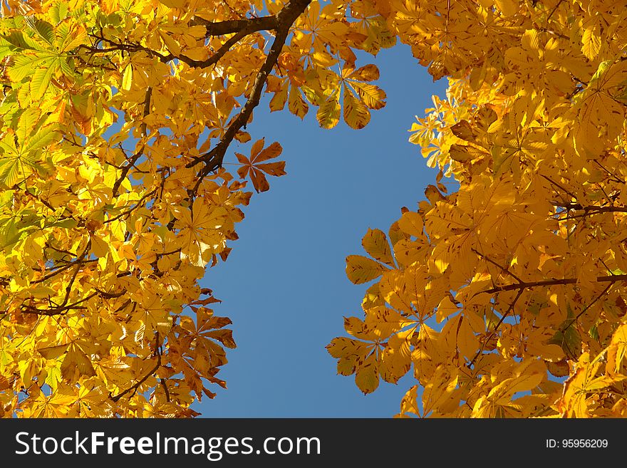 Maidenhair Tree, Yellow, Tree, Autumn