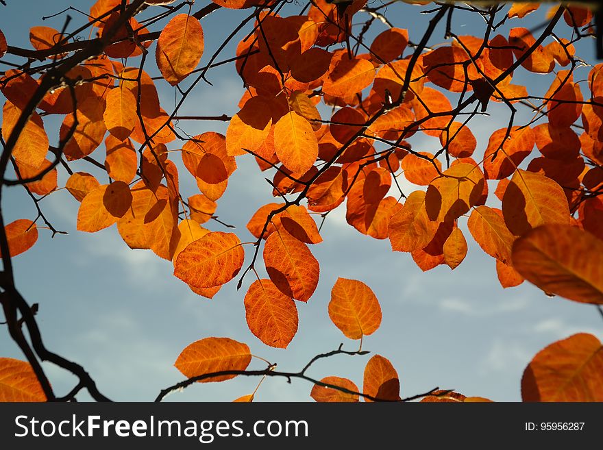 Leaf, Branch, Autumn, Deciduous