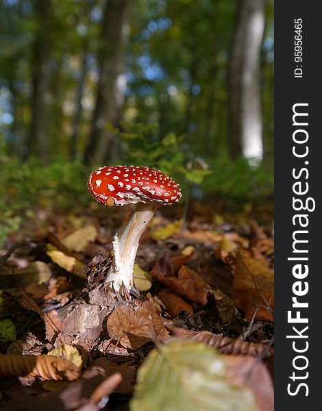 Fungus, Mushroom, Agaric, Leaf