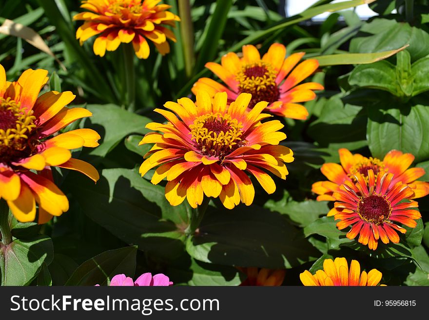 Flower, Plant, Annual Plant, Blanket Flowers