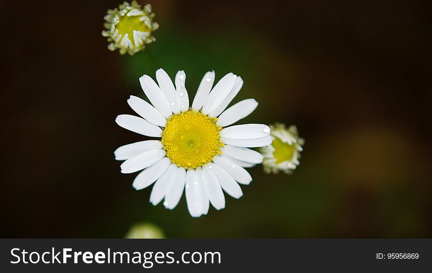 Flower, Chamaemelum Nobile, Oxeye Daisy, Flora