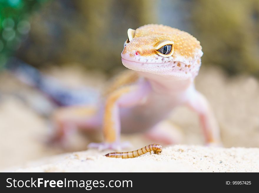 Reptile, Lizard, Gecko, Scaled Reptile