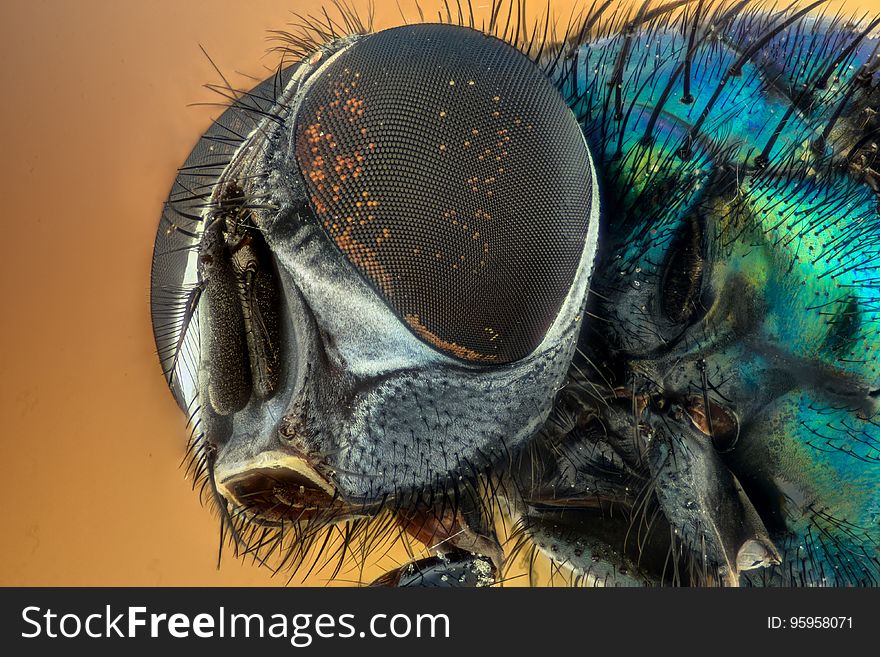 Invertebrate, Fauna, Close Up, Insect