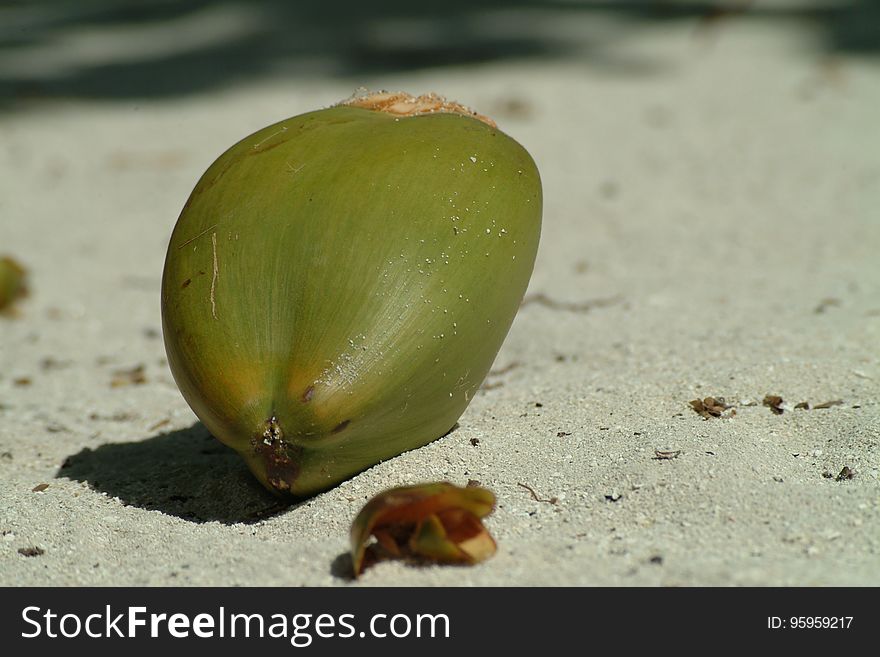 Organism, Macro Photography, Bud, Plant