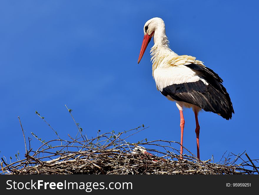 Bird, White Stork, Stork, Ciconiiformes