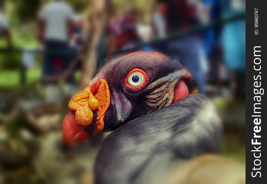 Beak, Close Up, Bird, Organism