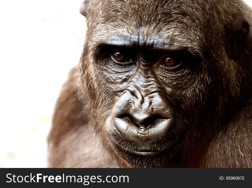 Great Ape, Mammal, Western Gorilla, Fauna