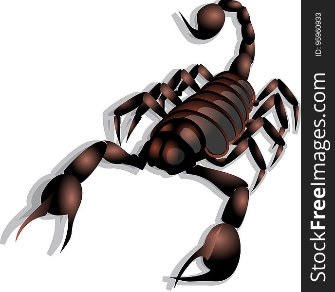 Scorpion, Invertebrate, Arthropod, Membrane Winged Insect