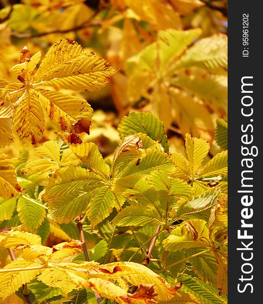 Leaf, Autumn, Vegetation, Deciduous