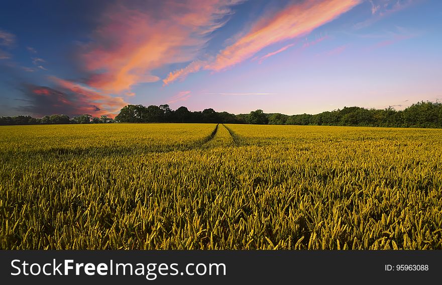 Sky, Field, Crop, Agriculture