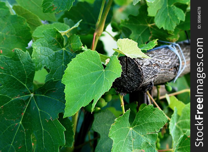 Grapevine Family, Leaf, Grape Leaves, Plant