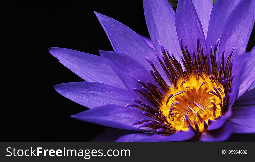 Flower, Blue, Purple, Flora