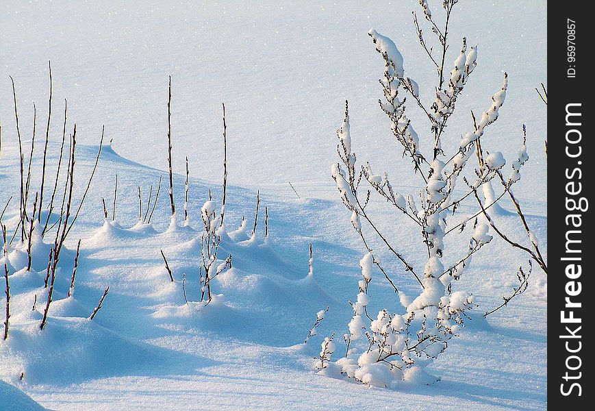 Winter, Snow, Sky, Tree