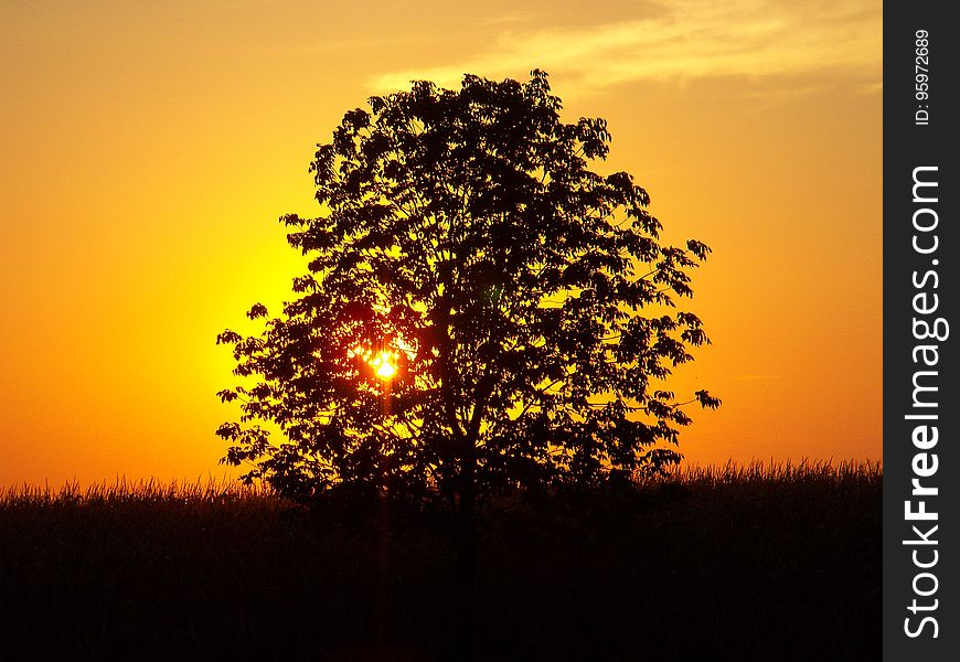 Nature, Sky, Yellow, Tree