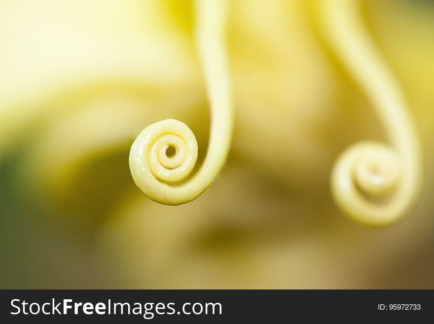 Yellow, Macro Photography, Close Up, Flower