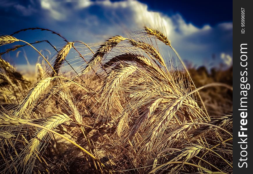 Ripe Wheat On Field