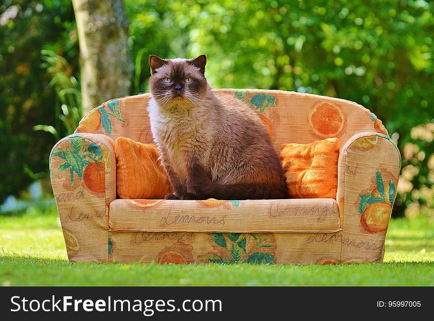 Himalayan Cat Sitting on Orange Sofa Chair during Daytime