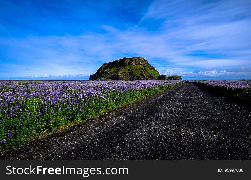 Track over wild moorland with unusual shaped hillock and covered in purple heather in full bloom, blue sky. Track over wild moorland with unusual shaped hillock and covered in purple heather in full bloom, blue sky.