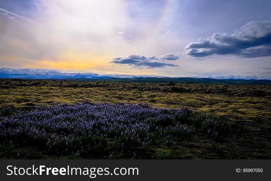 Sunset and low clouds over hay field in countryside with flowers in foreground. Sunset and low clouds over hay field in countryside with flowers in foreground.