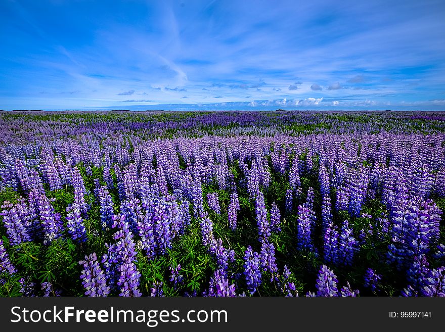 Field of blooming lavender lupine flowers with blue skies on horizon. Field of blooming lavender lupine flowers with blue skies on horizon.