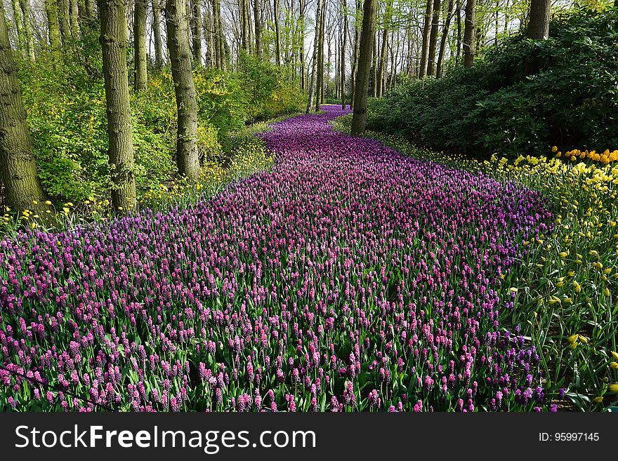 Field of blooming wildflowers in forest on sunny day. Field of blooming wildflowers in forest on sunny day.