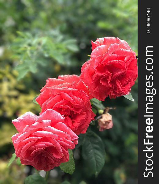 Rose, Rose Family, Flower, Garden Roses