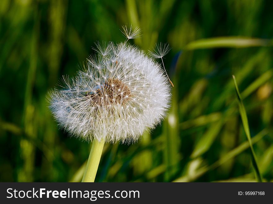 Close up of head of seeds on dandelion in green grass. Close up of head of seeds on dandelion in green grass.
