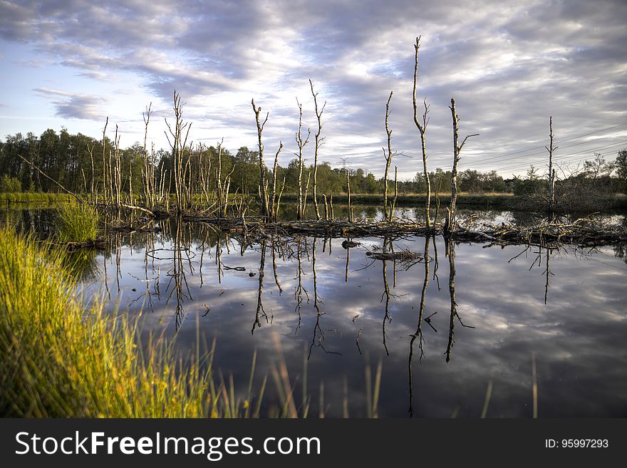 Dead Trees In Swamp