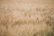 Wheat Field Stock Photos Wheat Field Stock Photos