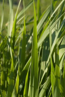 Grass With Water Sprinkles Stock Photo Grass With Water Sprinkles Stock Photo