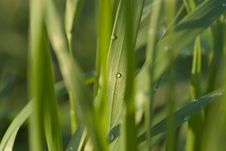 Grass With Water Sprinkles Royalty Free Stock Photography Grass With Water Sprinkles Royalty Free Stock Photography