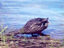 Female Mallard Duck Royalty Free Stock Photo