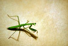 Praying Mantis Stock Photo Praying Mantis Stock Photo