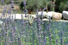 Butterfly And Lavender 2 Royalty Free Stock Photography Butterfly And Lavender 2 Royalty Free Stock Photography
