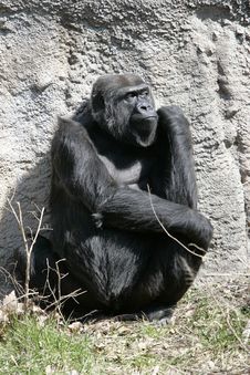 Gorilla Pouting Stock Image