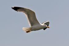 Gull Flying High Stock Image