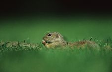Funny European Ground Squirrel Stock Photo Funny European Ground Squirrel Stock Photo