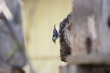 Hanging Bird Royalty Free Stock Photo