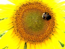 Sunflower And Bumblebee Stock Photography