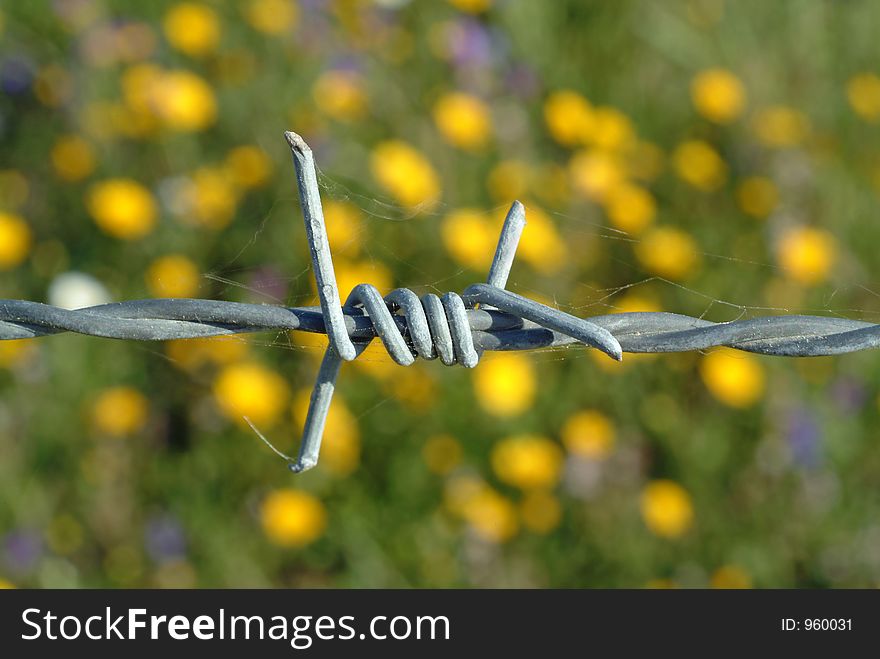 Barbed wire on the field of flowers background