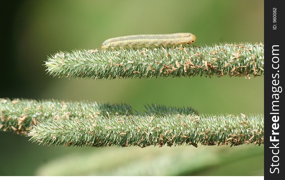 Caterpillar in a graminaceous
