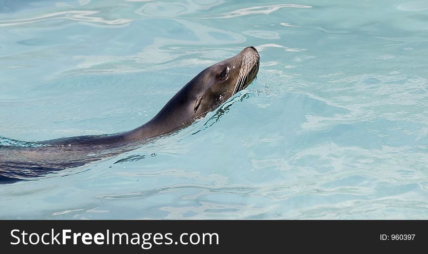 Swimming seal