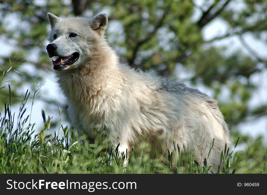 Arctic Wolf In Forest.