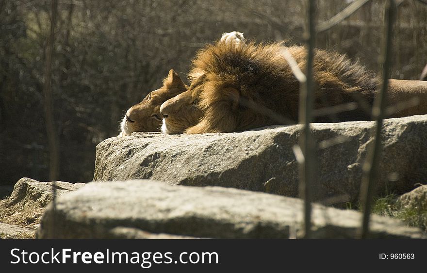 Sunbathing lions. Sunbathing lions