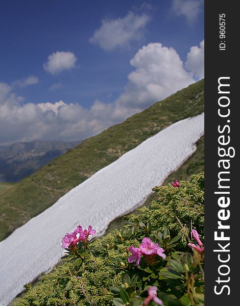 Mountain Landscape with Rhododendron II