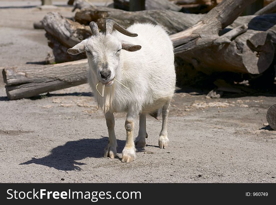 Hungry Goat
