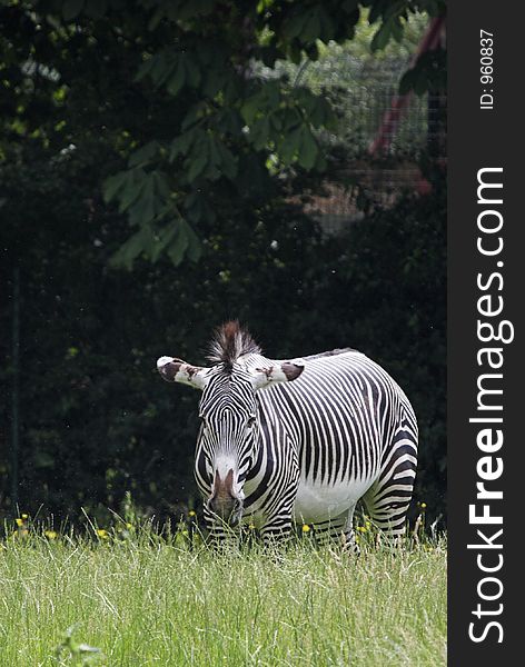 This shot of a Zebra was captured at Chester Zoo, England, UK. This shot of a Zebra was captured at Chester Zoo, England, UK.