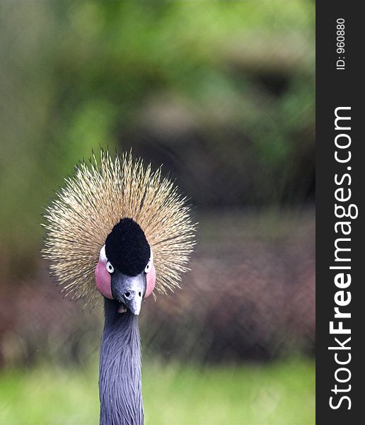 This portrait shot of a Grey Crowned Crane was captured at Chester Zoo, England, UK. This portrait shot of a Grey Crowned Crane was captured at Chester Zoo, England, UK.